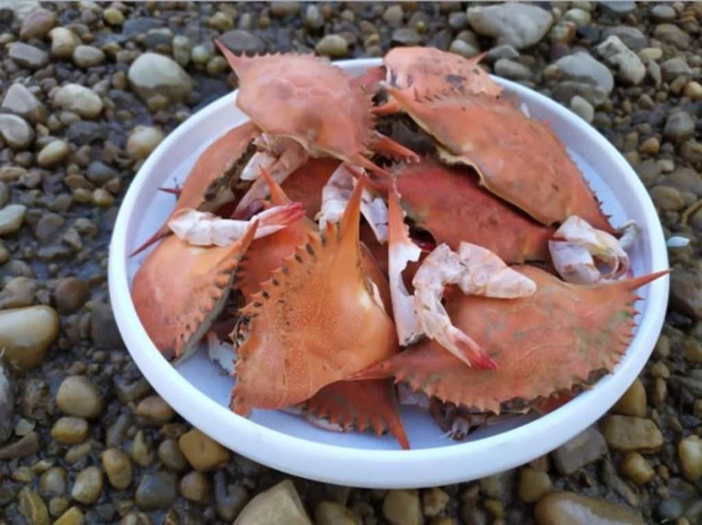 crab shell and zinc batteries selfhelp tech