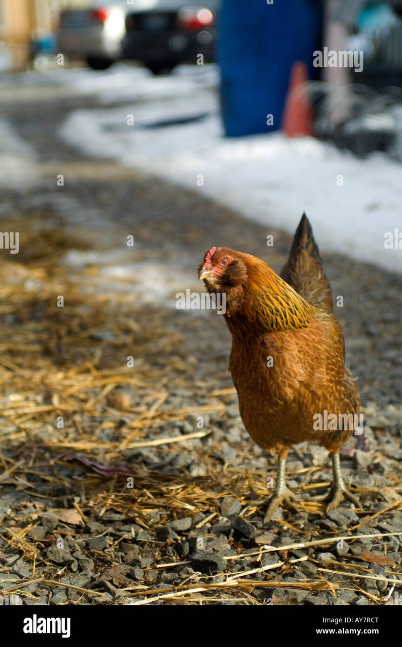 Descubre el Misterioso Juego de Azar de Chicken Road en España