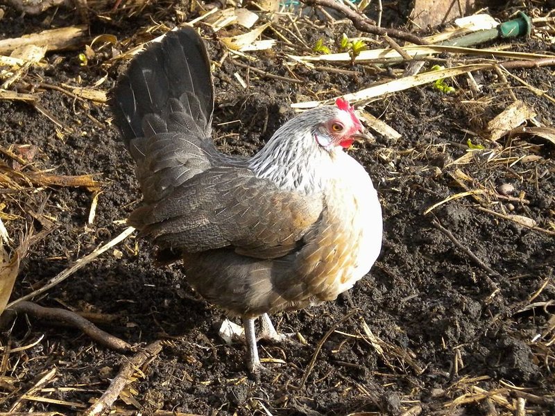 Een Gezellige Avontuur: Chicken Road Gokspel Online in Nederland - overview Een Gezellige Avontuur: Chicken Road Gokspel Online in Nederland - overview